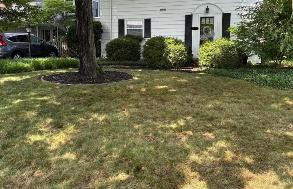 tree removal after adj