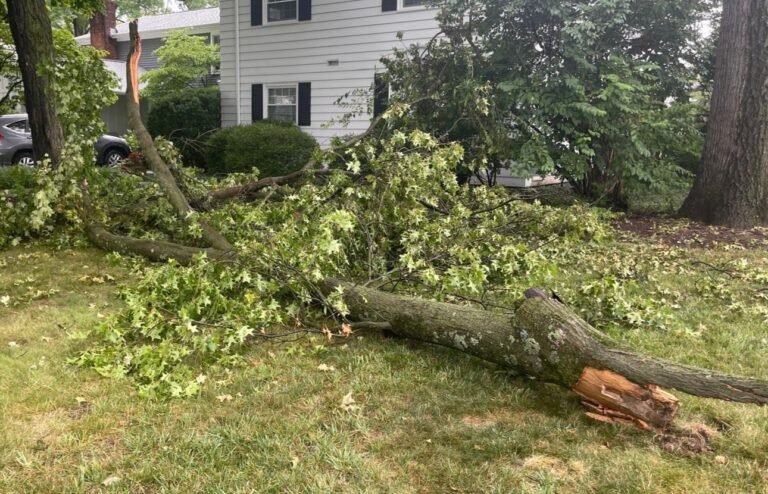 tree removal before adj